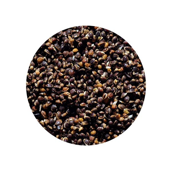 ZIARNO GENLOG Konopia Naturalna 1kg